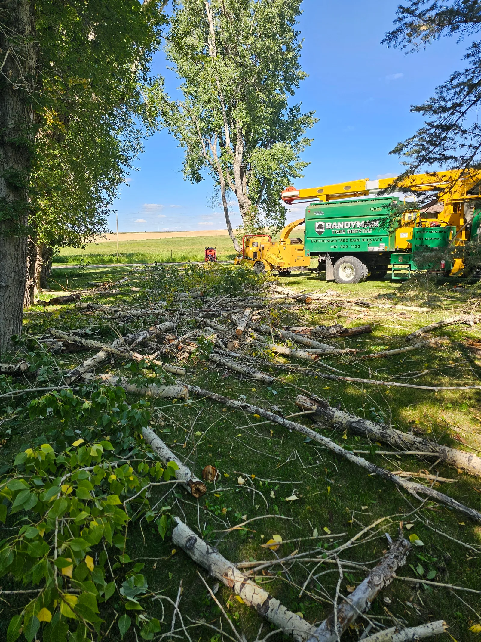 Dandyman equipment clearing cut branches from a wooded property