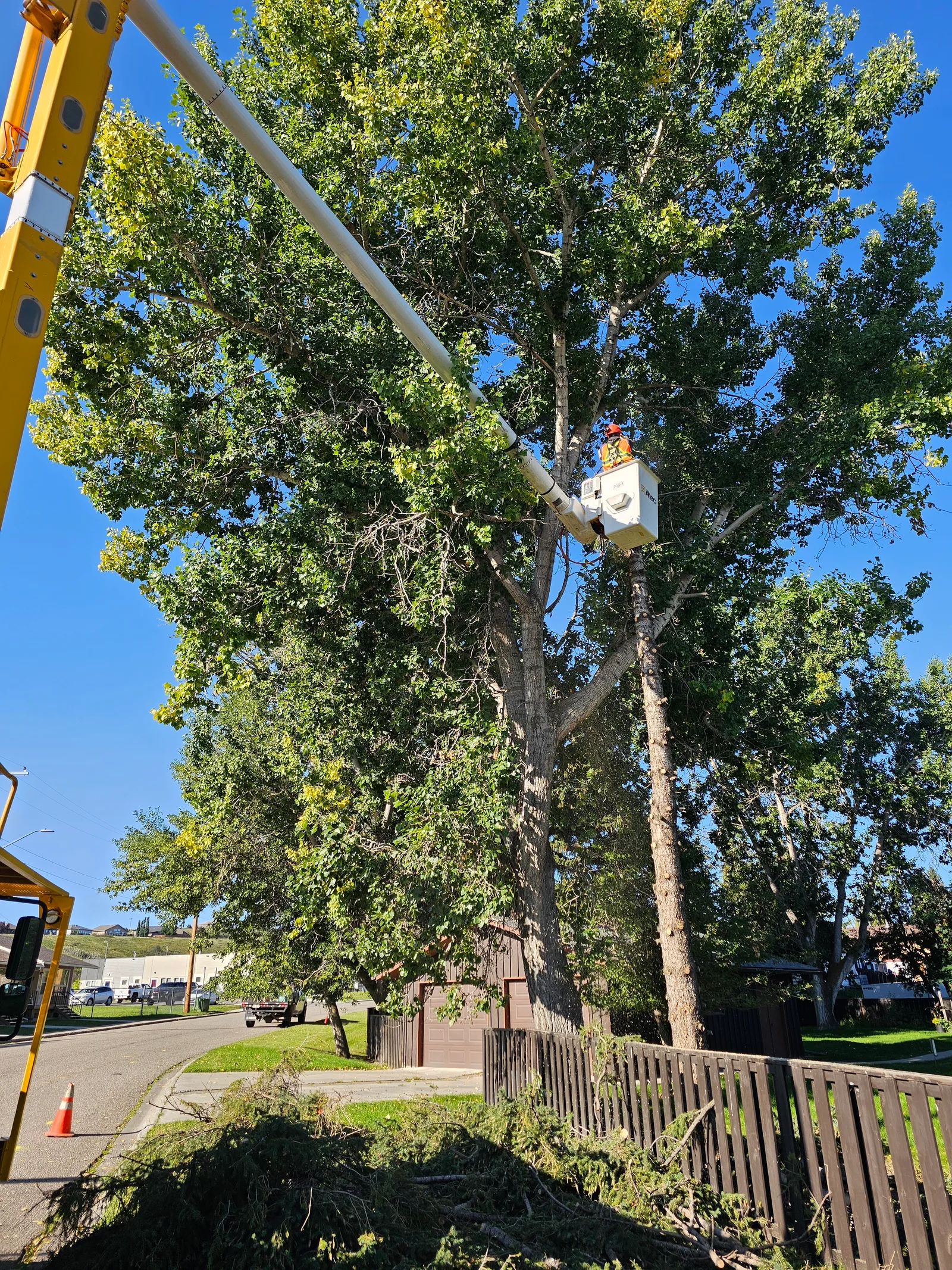 Bucket lift raised into a leafy tree canopy for pruning work