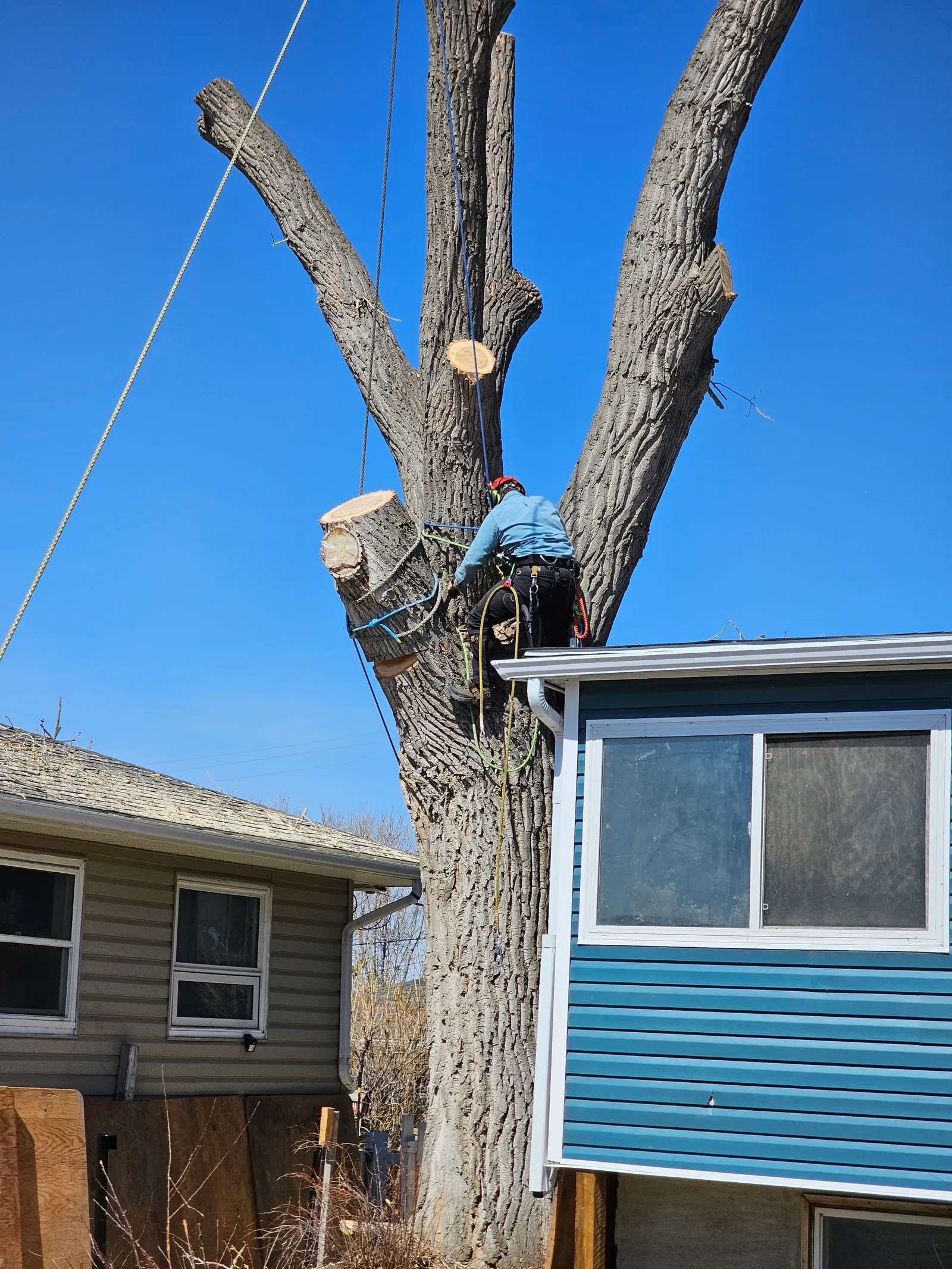 Tree worker secured with ropes while removing large limbs beside a home