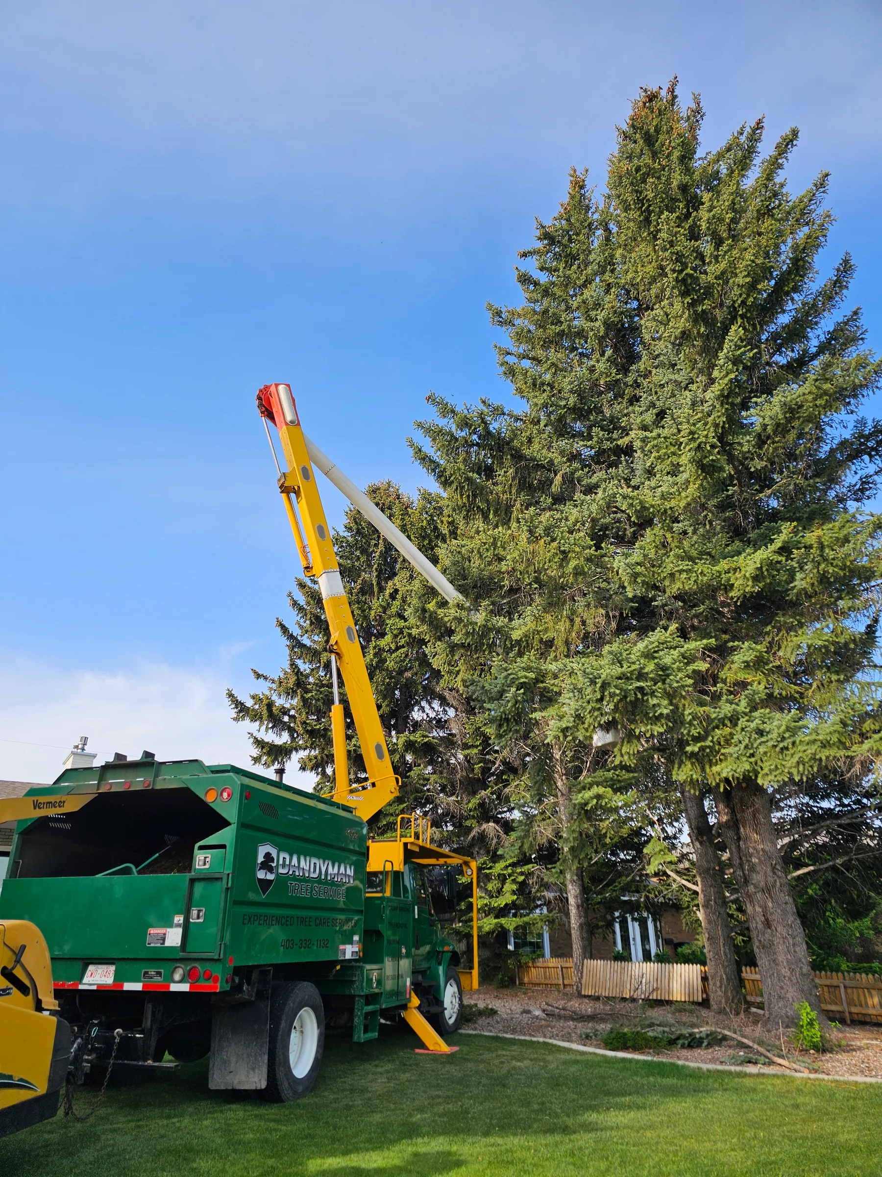 Dandyman lift truck positioned beside a tall evergreen tree