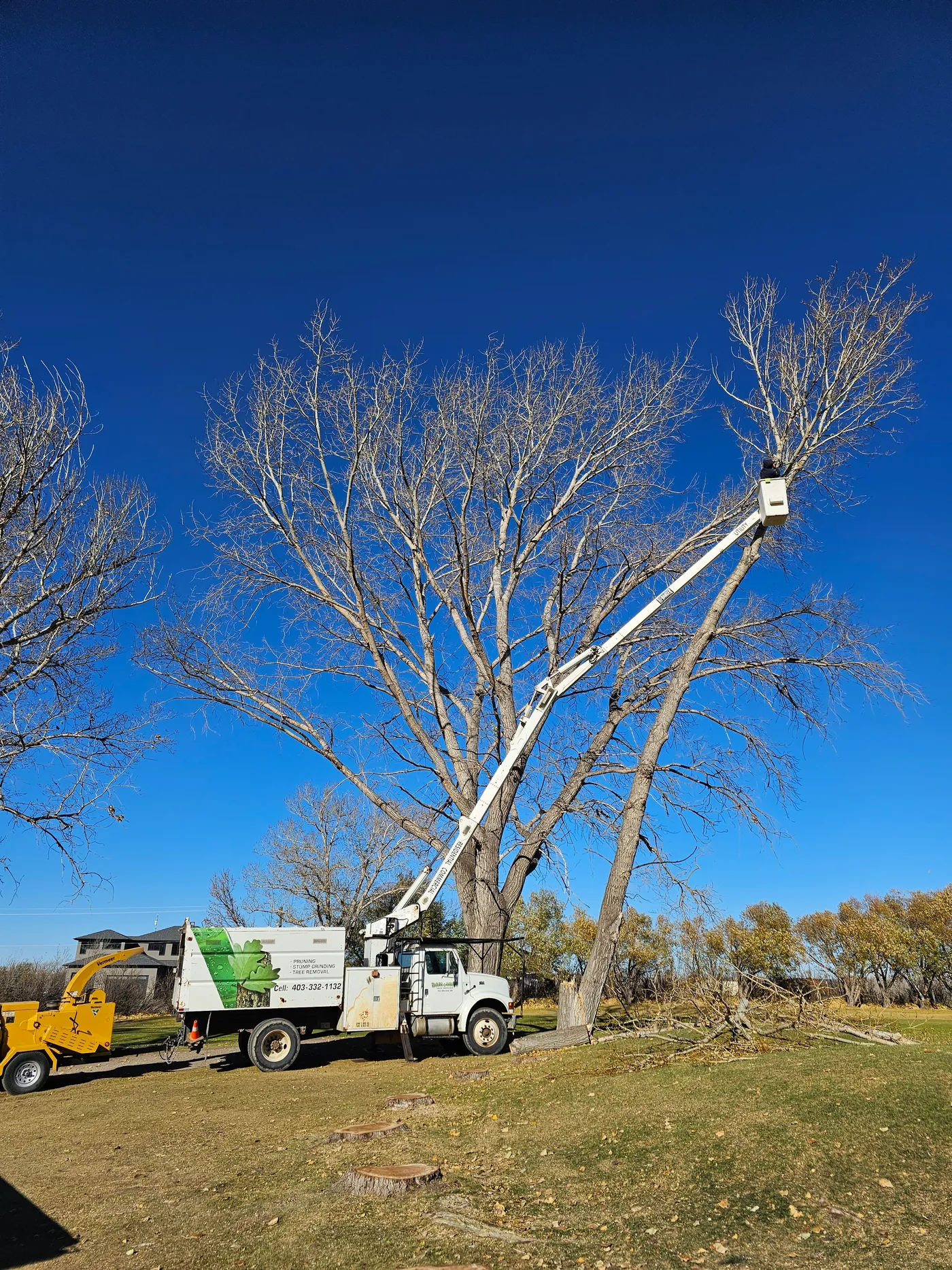 Bucket worker positioned high in a bare tree during removal